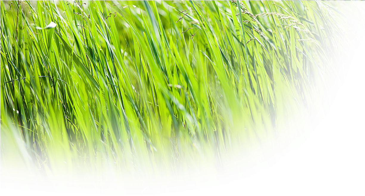 Grasses (1224x665), Png Download