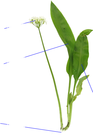 Ajo De Oso - Grass (630x470), Png Download