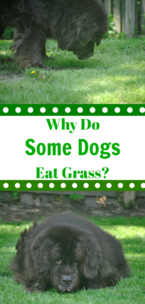Contary To Popular Belief, When Dogs Eat Grass It Doesn't - Dog (488x1024), Png Download