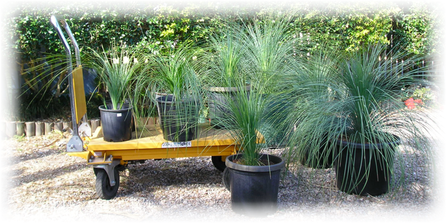 Buy Grass Trees - Grass Trees For Sale (898x449), Png Download