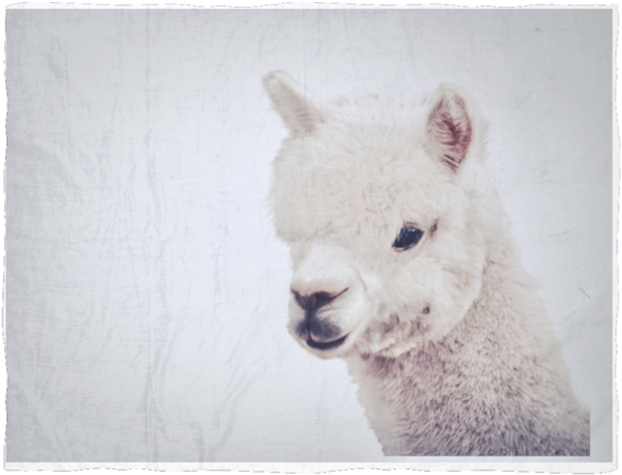 Lama Blanket 3 Sizes - Blanket (600x600), Png Download