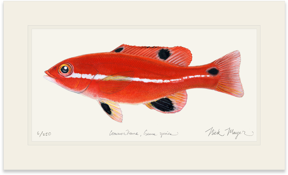 Juvenile California Sheephead - Goldfish (1023x664), Png Download