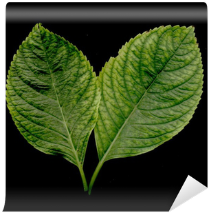 Photography (400x400), Png Download