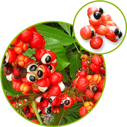 Guarana Seed Extract - Z Natural Foods Guarana Seed Powder 1 Lb (500x500), Png Download