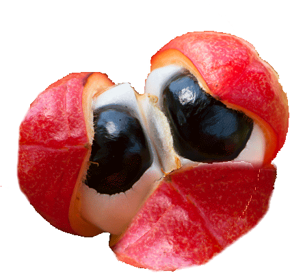 Suddenrush Guarana Box Sets - Guarana (450x450), Png Download