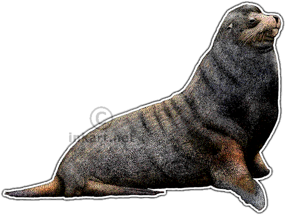 Galapagos Fur Seal Decal - All Animals In Galapagos Islands (590x443), Png Download
