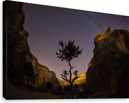 Tree In The Night With Milky Way In Background Canvas - Tree (429x344), Png Download