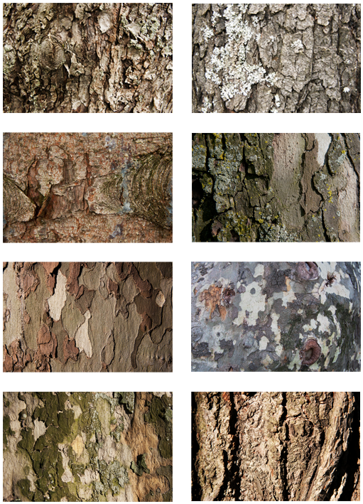 Tree Bark Textures - Wood (550x751), Png Download