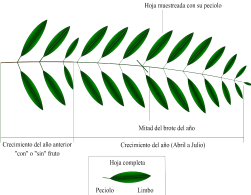 Esquema De Un Brote De Olivo En El Que Se Muestra El - Hoja Del Olivo Caracteristicas (502x390), Png Download