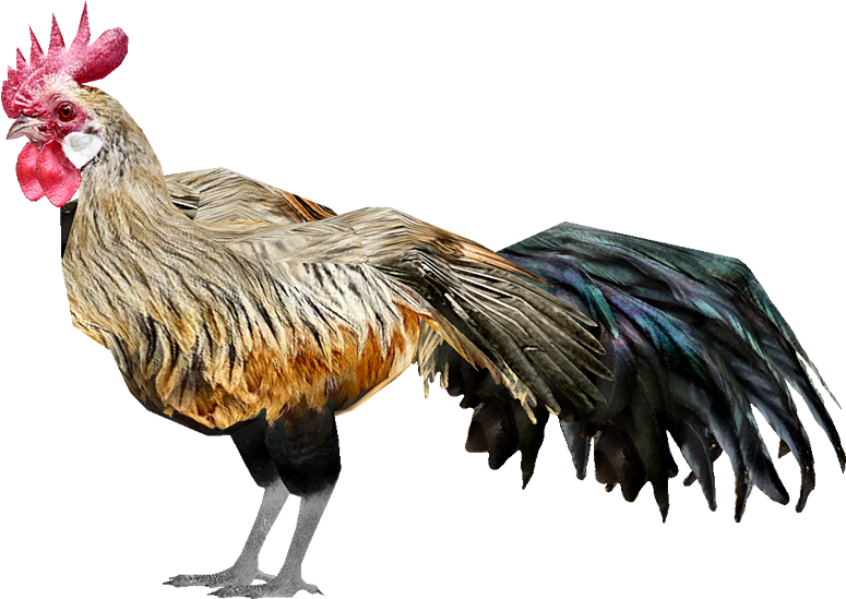Chicken - Zt2 Chicken (774x774), Png Download