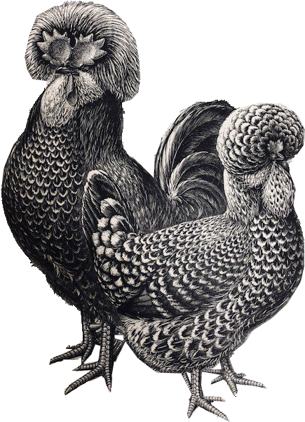 3 Dec - Rooster (463x640), Png Download