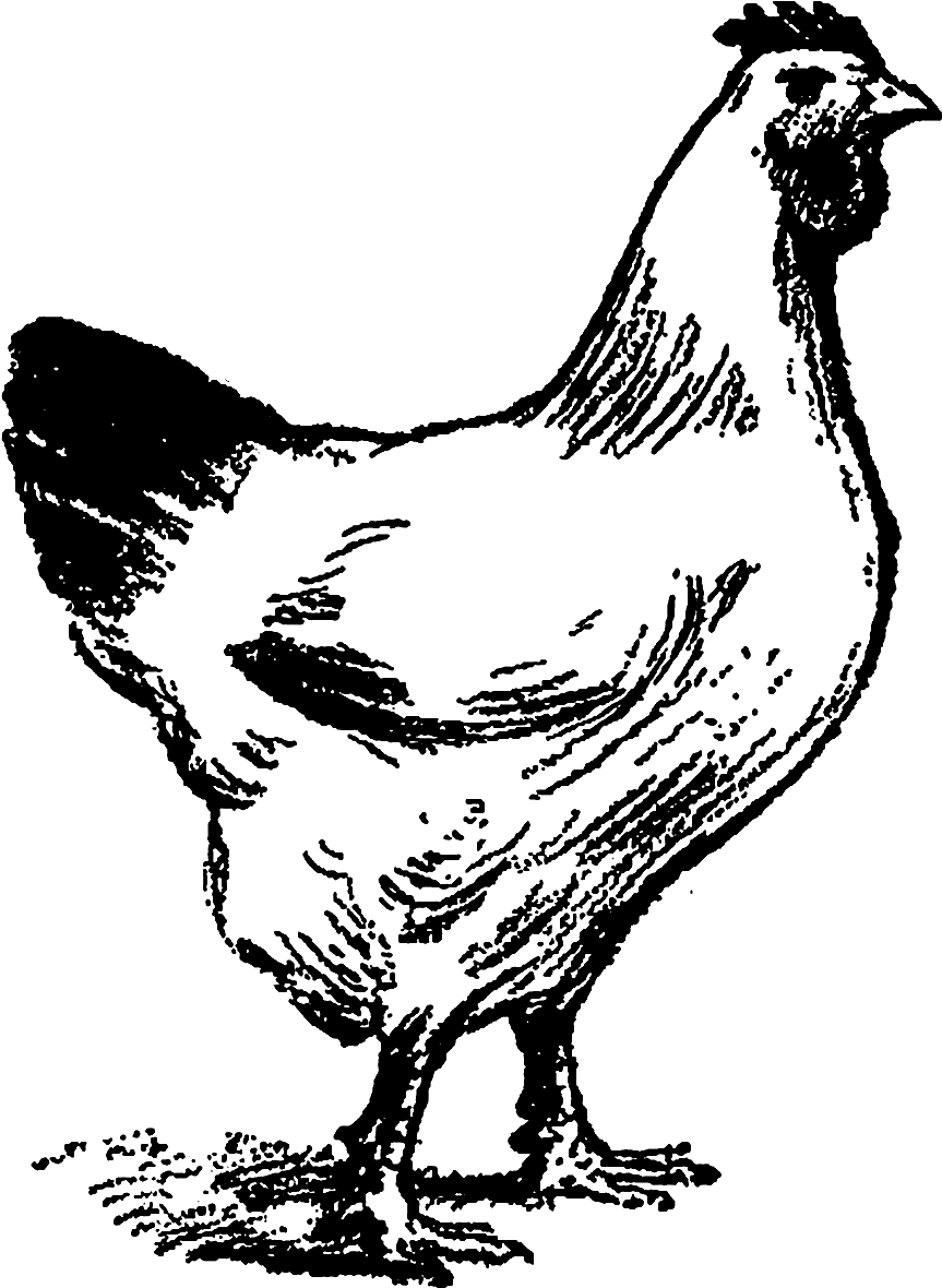 I Especially Like The Digital Chicken Clip Art Because - Chicken Line Art Png (1200x1403), Png Download