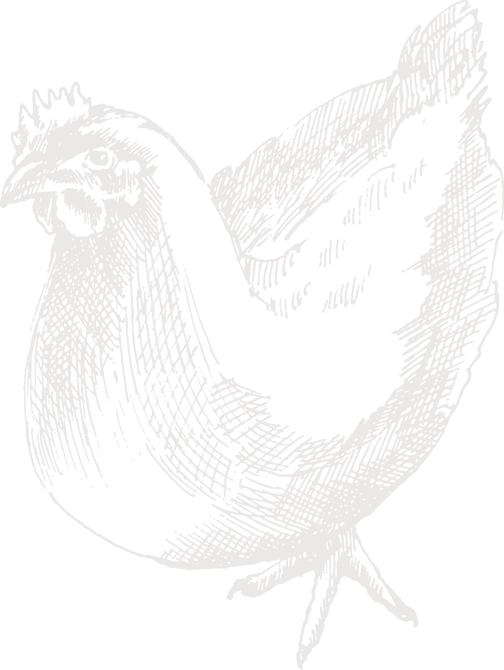 Nav-chicken - Sketch (504x670), Png Download