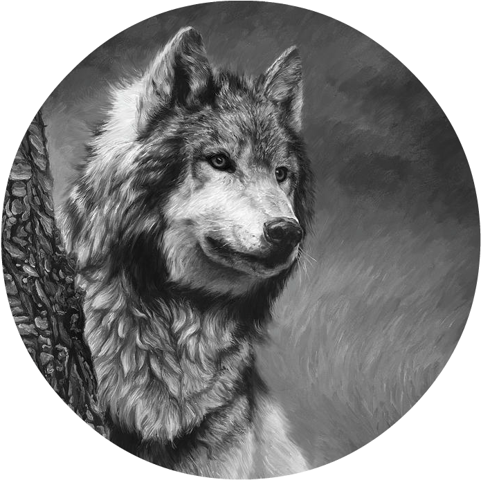Gray Wolf Black And White Lucie Bilodeau - Gray Wolf - Black And White (793x742), Png Download