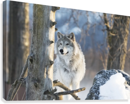 Female Gray Wolf , Captive, Alaska Wildlife Conservation - United States Of America Wildlife (429x344), Png Download