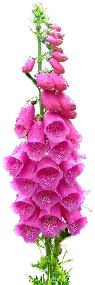 Transparent Foxgloves For Your Blog ^^ - Artificial Flower (750x1000), Png Download