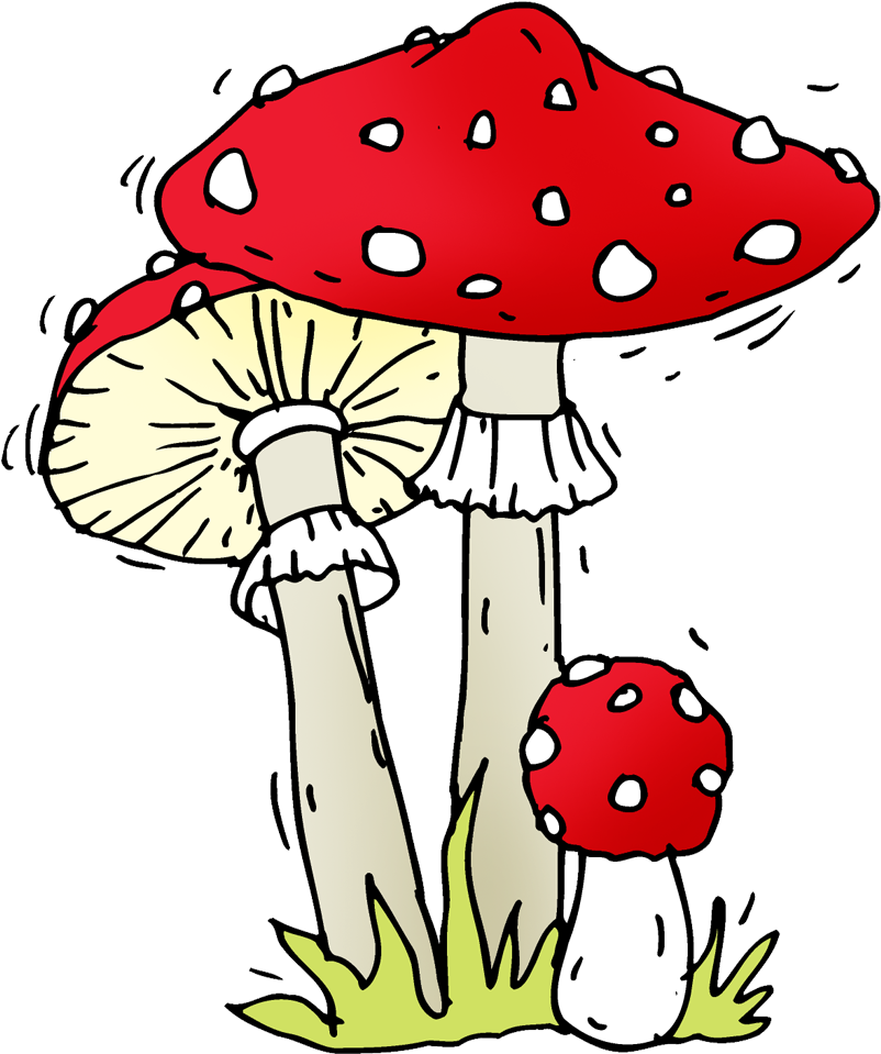 Amazed - Edible Mushroom (1000x1000), Png Download