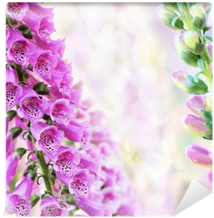 Spring Summer Digitalis Or Foxglove Flowers On Bokeh - Foxgloves (400x400), Png Download
