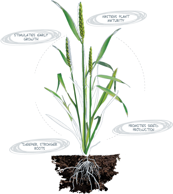 Slow Growth And Stunted Plants - Calcium Uptake By Plants (600x828), Png Download