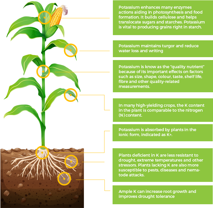 It Plays A Part In Many Important Regulatory Roles - Corn Plant With Roots (756x734), Png Download