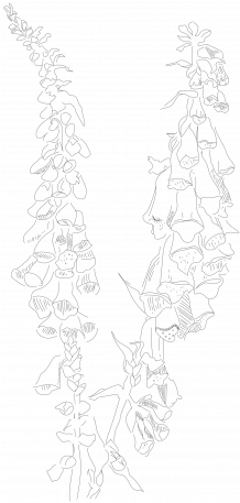 Foxglove Illustration Graphic By Pixel Scrapper - Sketch (456x456), Png Download
