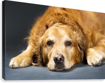 Close Up Portrait Of A Golden Retriever Dog Laying - Golden Retriever Pet Portrait (429x339), Png Download