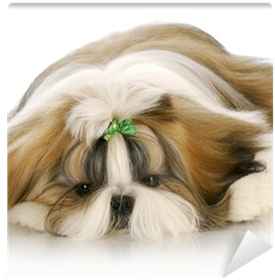 Características Do Shih Tzu (400x400), Png Download