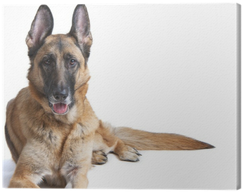 German Shepherd Dog Female Laying Down Canvas Print - German Shepherd (400x400), Png Download