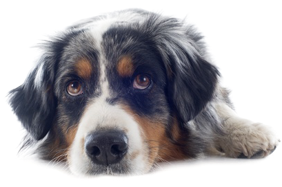 A Pet Psychic's Three Tips For Getting Your Dog Off - Race De Chien Berger (450x281), Png Download