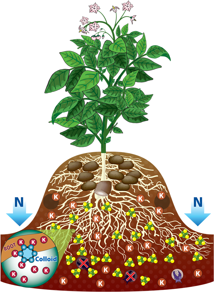 Potato Plant Root (700x1010), Png Download