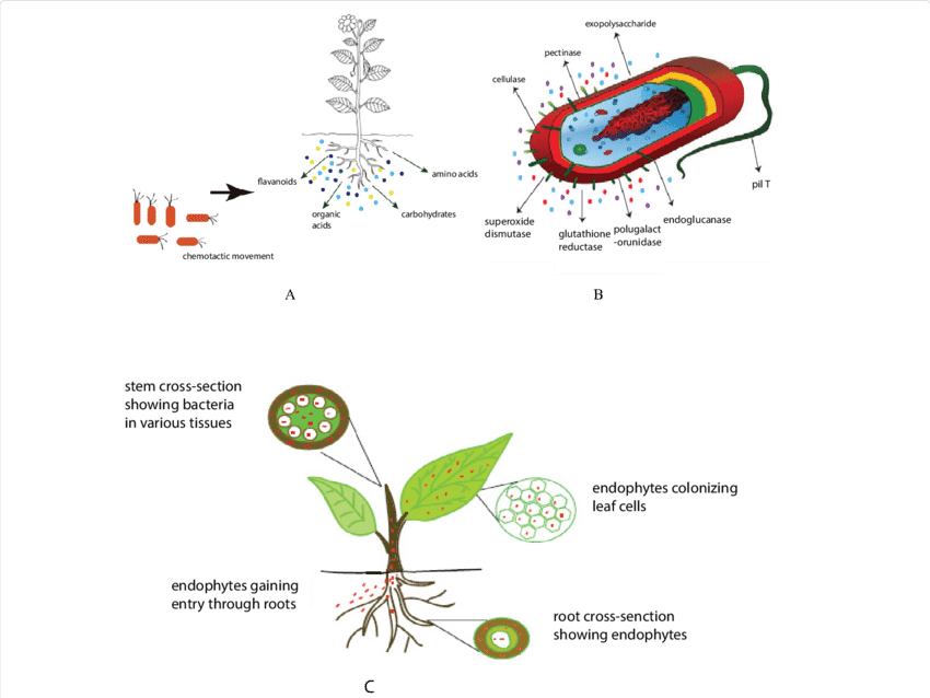A Chemotactic Movement Of Bacteria Towards Plant Roots - Chemotactic Movement In Plants (850x638), Png Download