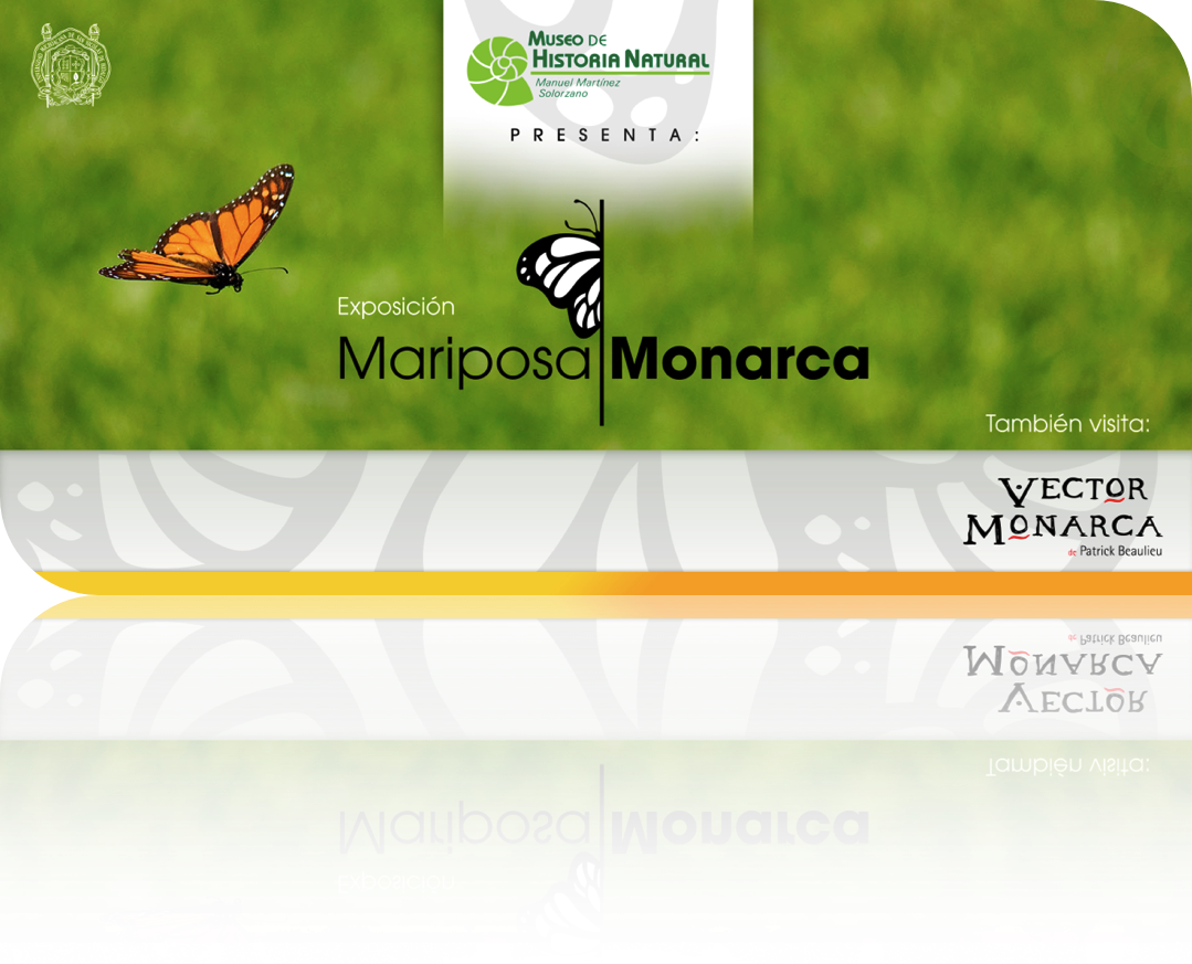 La Exposición Mariposa Monarca Es Creada Por El Museo - Museum (1079x873), Png Download