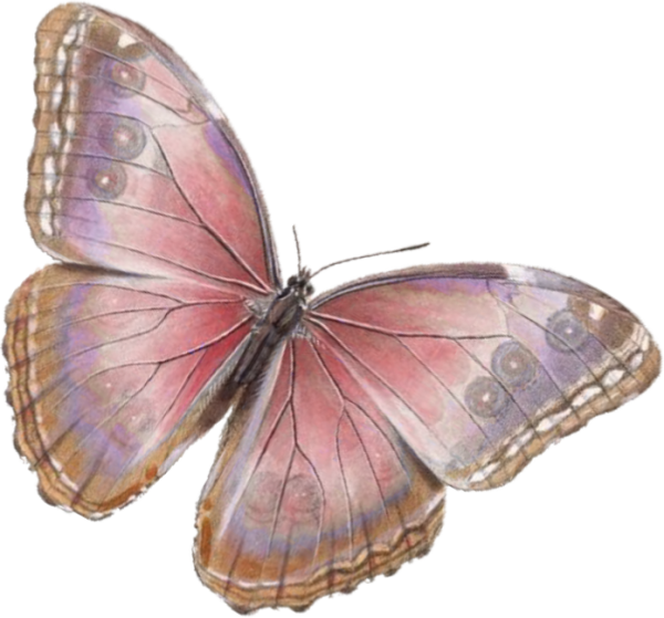 Imágenes Para Imprimir-free Printables - Cafepress Butterfly Rectangular Canvas Pillow (600x559), Png Download