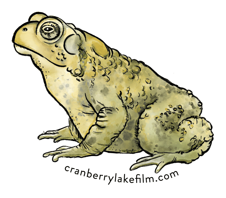 Cranberry Lake Stickers Designed By Zoya Baker Yellow - Colorado River Toad (1078x1078), Png Download