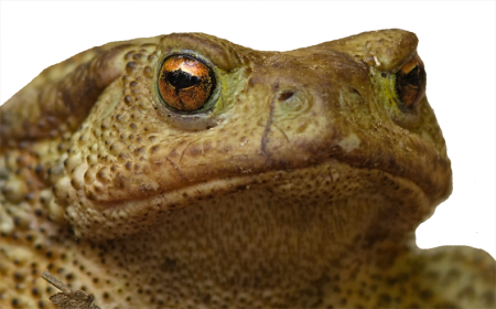 They Said, , That It Would Be A Cold Day In Hell Before - Toads (450x280), Png Download