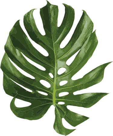 Swiss Cheese Plant Wall Sticker - Monstera Leaf Square Framed Art Print, Black, Natural (374x449), Png Download