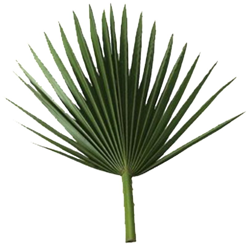 1-1426383432765 - Palm Leaf Free Png (1000x1000), Png Download