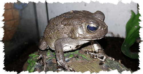 Commonly Preferred Animals At Any Animal Birthday Party - Frog (500x260), Png Download