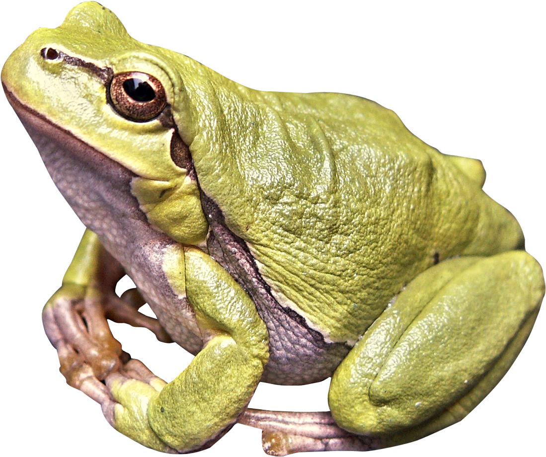 Frog Png Image - Frog Png (1250x1055), Png Download
