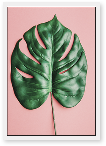Monstera Deliciosa - Minimalist Leaf (600x600), Png Download