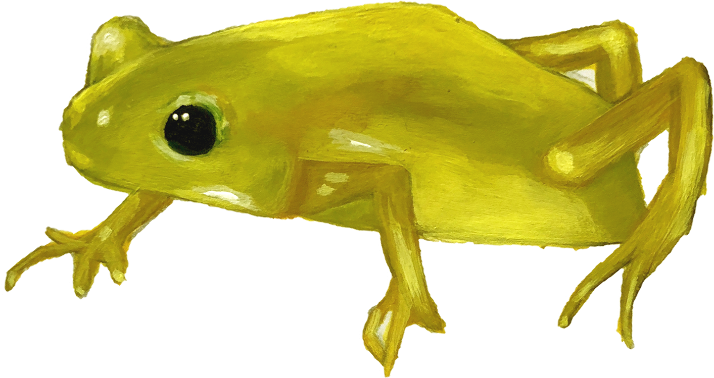 To The Disappearing Population Of Amphibian Species - Frog (1920x2207), Png Download