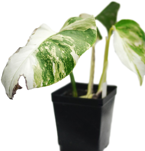 The Monstera Deliciosa Albo Variegata Is An Absolute - Houseplant (498x511), Png Download