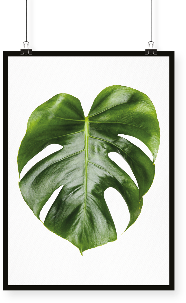 Monstera (1000x1113), Png Download