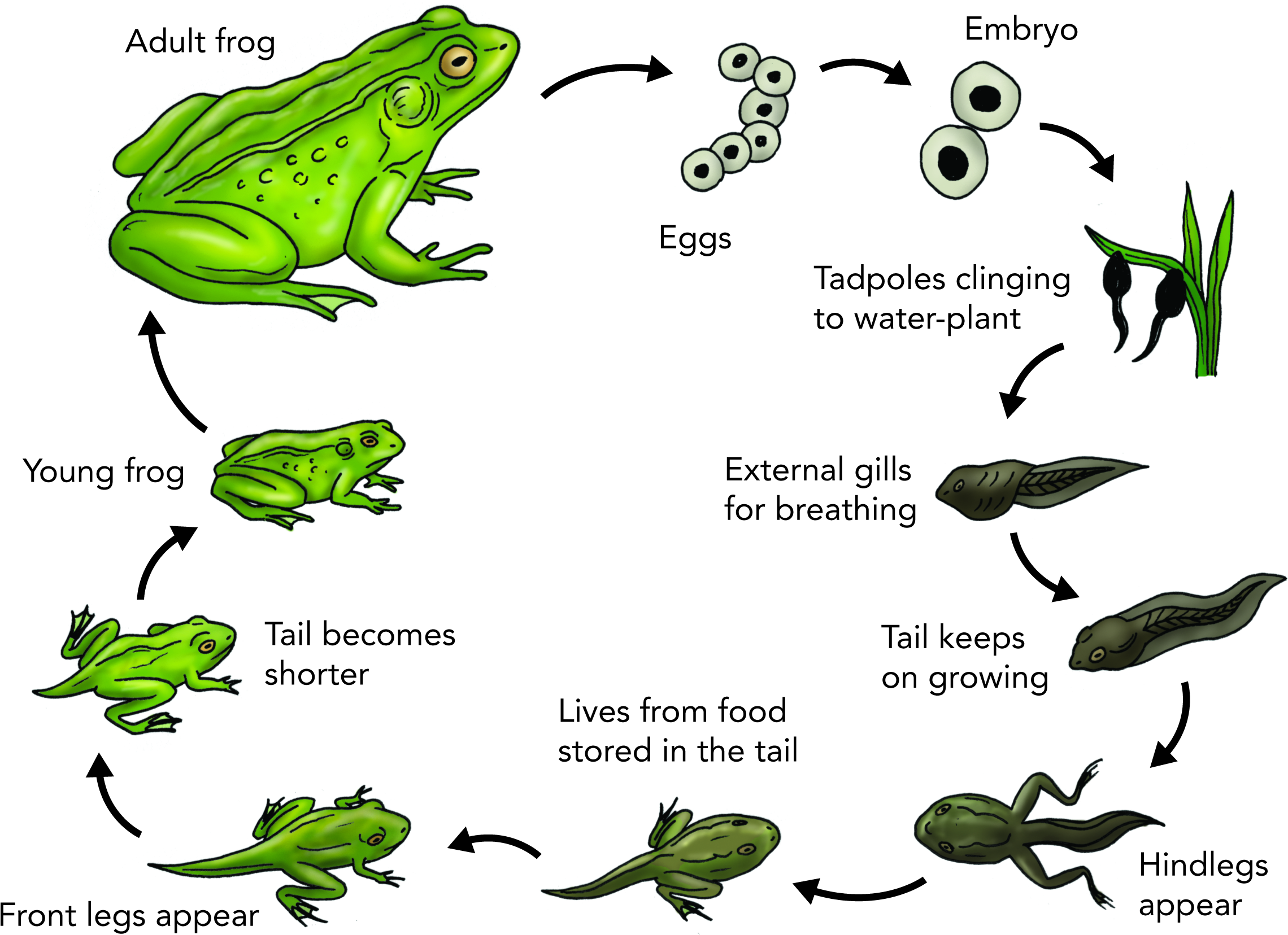 Toad Clipart Frog Egg - Frogs Cycle (2453x1748), Png Download