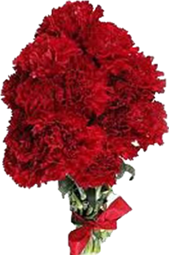 15 Red Carnation Roses - Red Carnations (500x500), Png Download