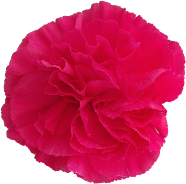 Jobim - Carnation - Carnation (929x938), Png Download