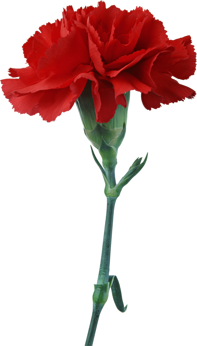 Free Download Red Carnation Clipart Carnation Flower - Photography Flowers Carnations (685x1200), Png Download