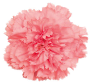 Naema - Pollen (350x350), Png Download