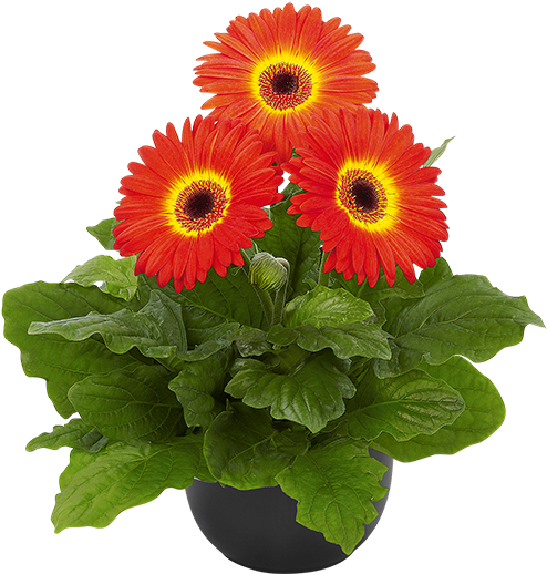 Fireball Bc - Planta De Gerbera Precio (600x600), Png Download