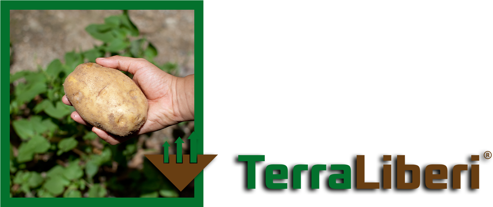 Is An Ideal Soil Detoxifier As Well As A Soil Improver - Tuber (1596x688), Png Download